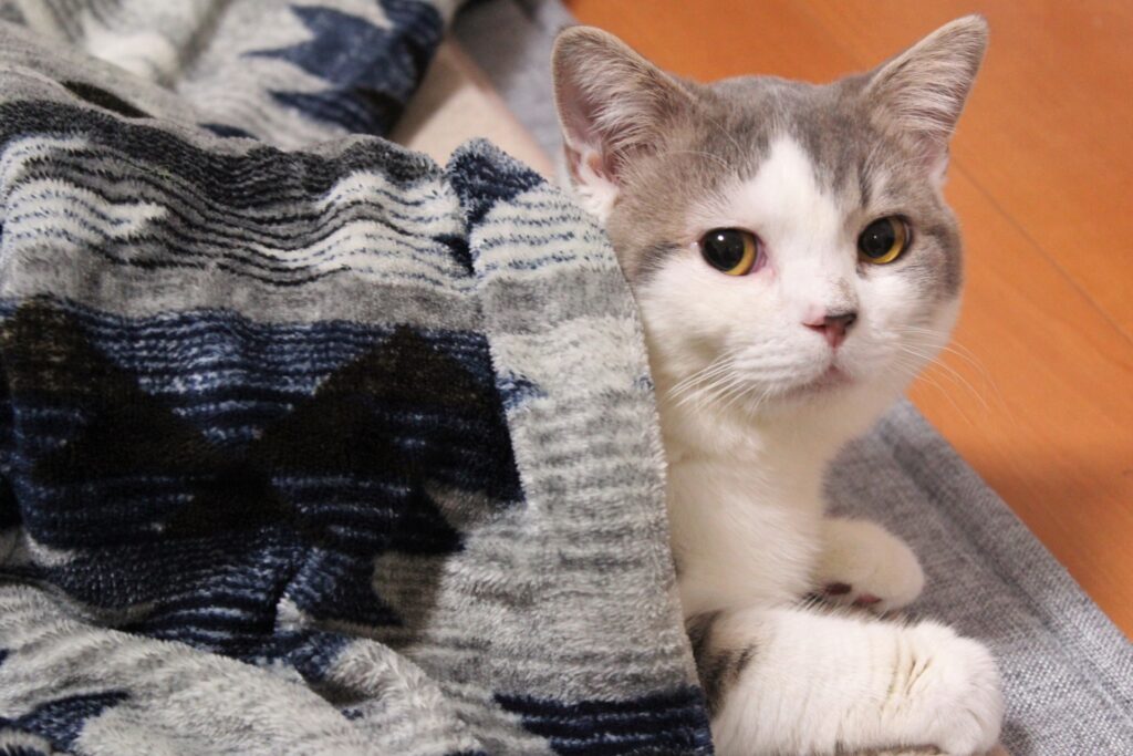 おふとんから顔を出す猫