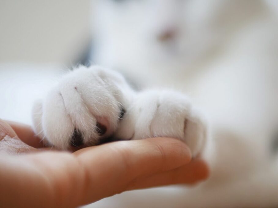 掌に両手を乗せる猫