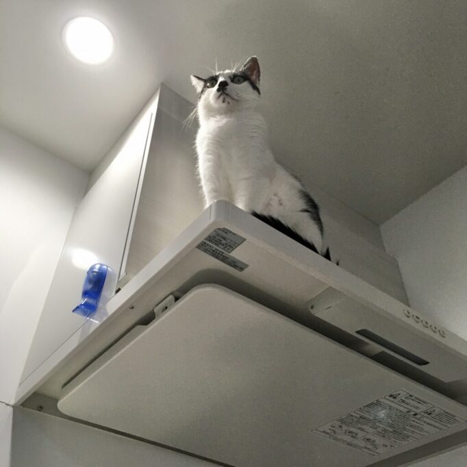 換気扇の上に上る猫