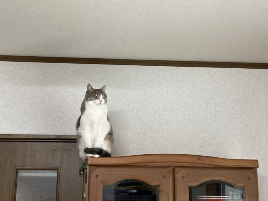 棚の上に上がる猫