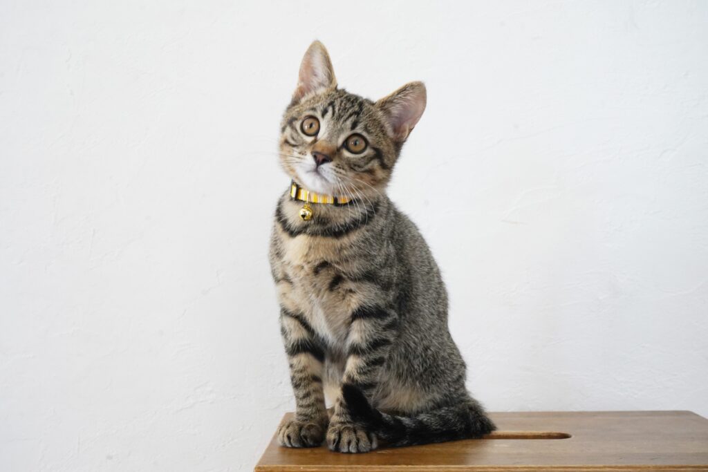 お座りして首をかしげる子猫