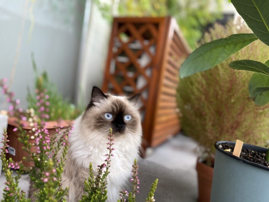植物を眺めるヒマラヤン