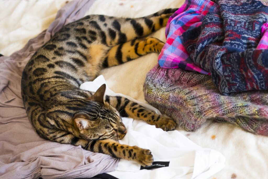飼い主さんの洋服のそばで眠る猫