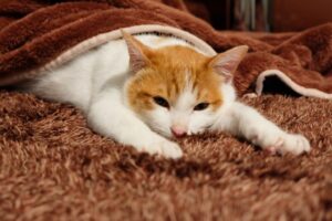 カーペットでぬくぬくしてる猫