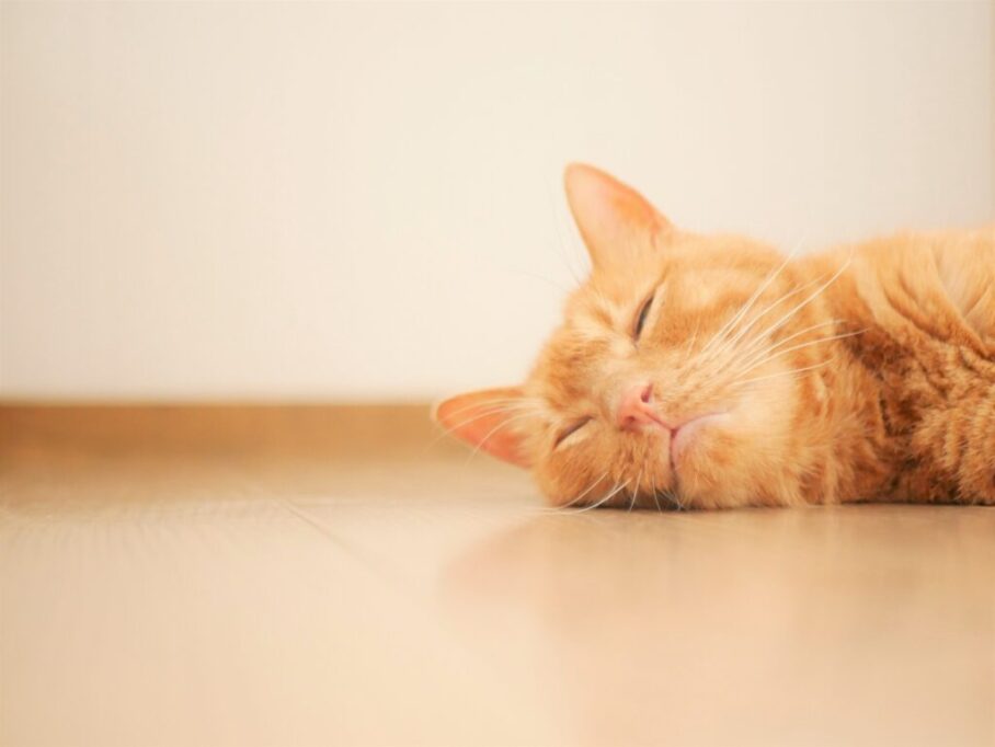 木製の床で眠る猫