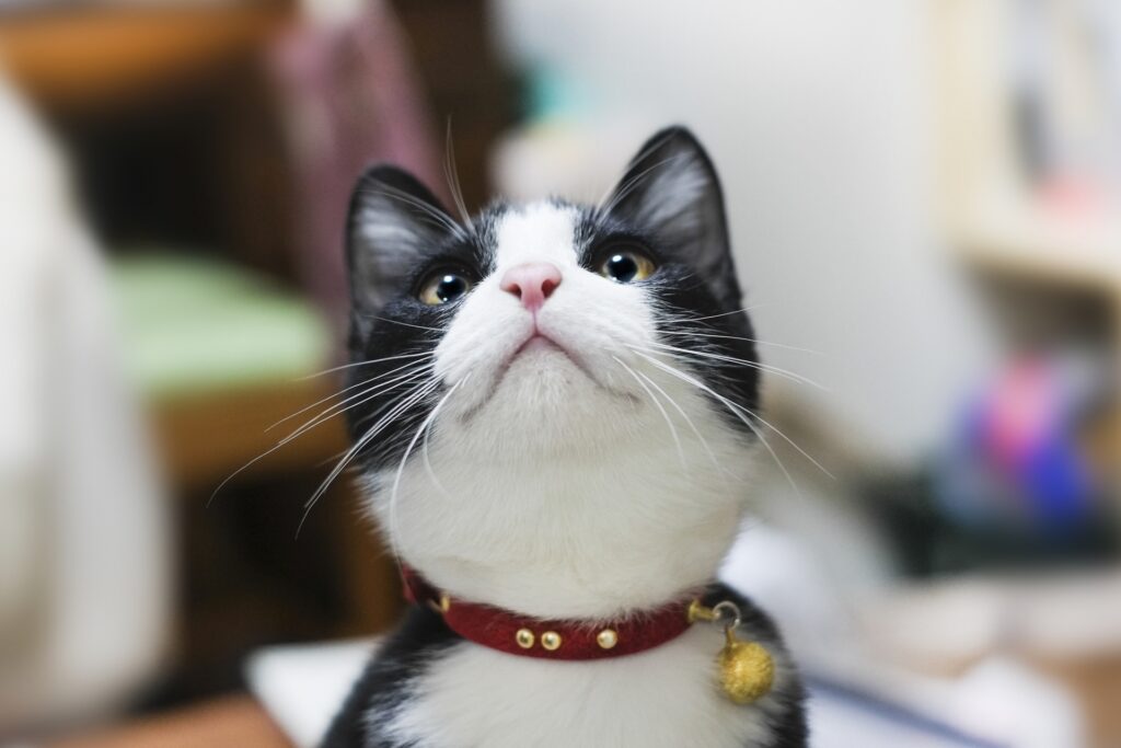 ハチワレの子猫