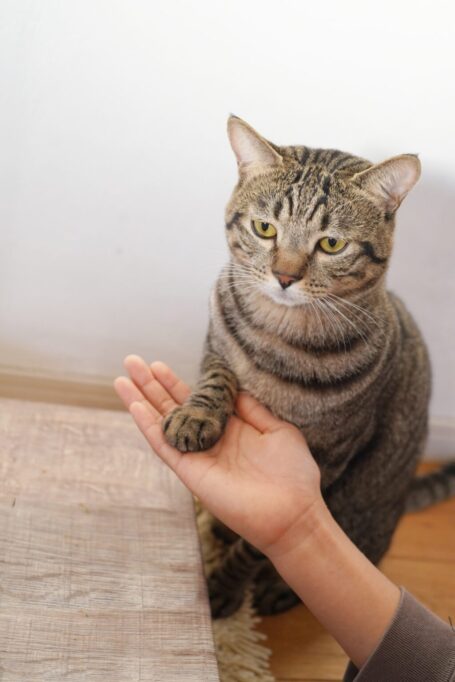 無表情でお手をする猫