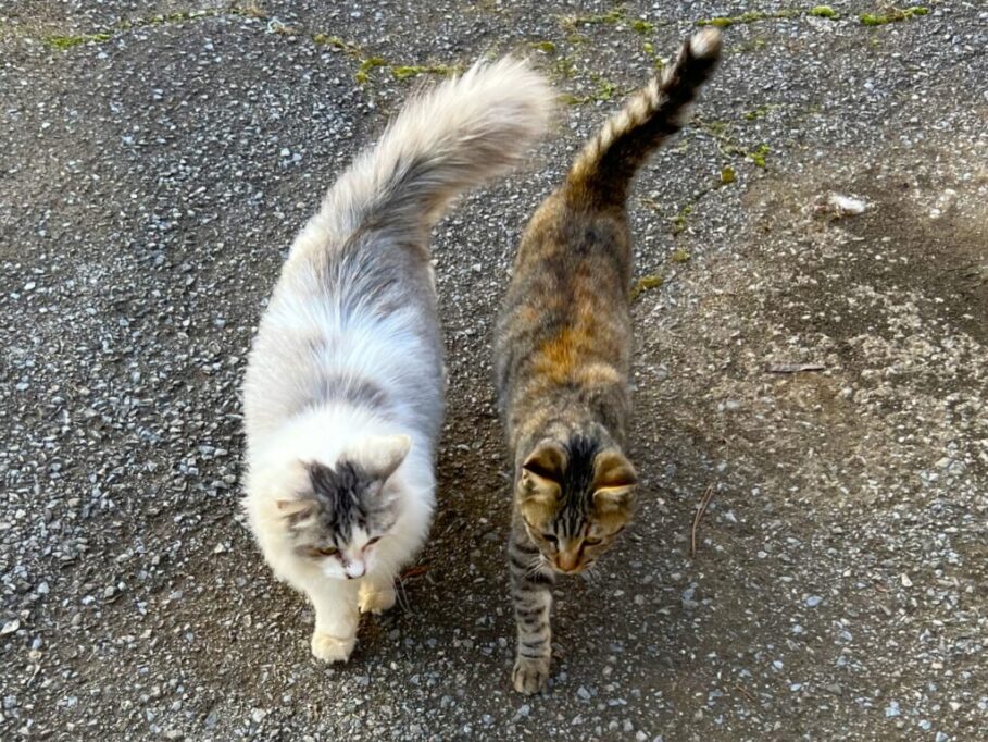 並んでしっぽピーンで歩く2匹の猫たち
