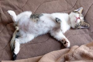 へそ天で寝る猫