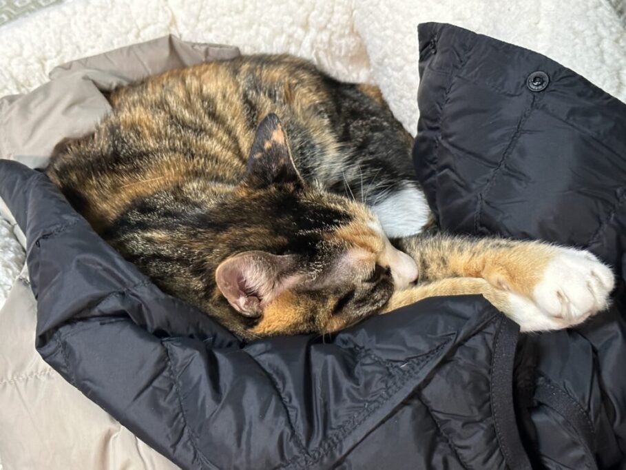 飼い主さんの脱いだ上着の上でリラックスるする猫