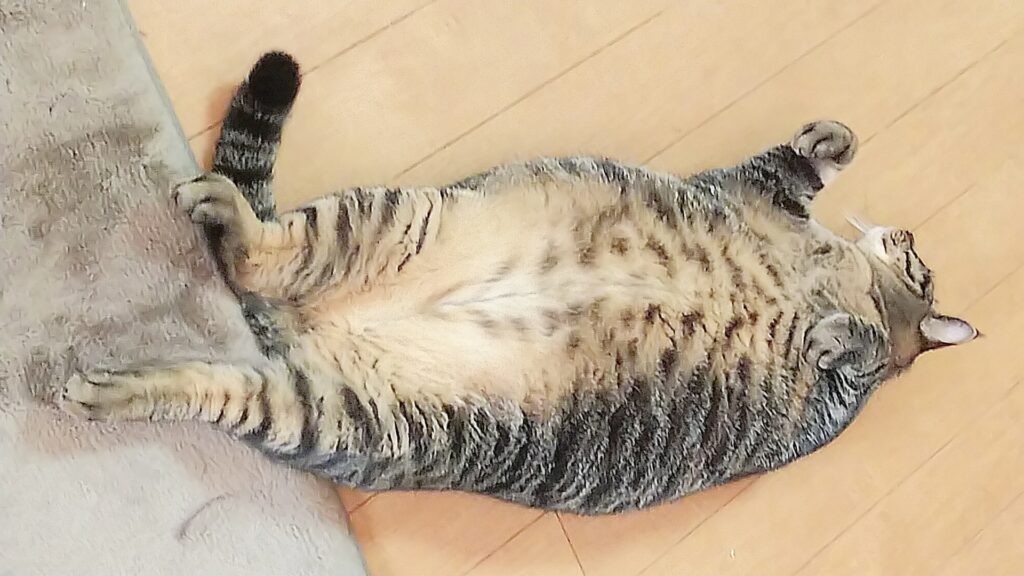 床に転がるぽっちゃり猫