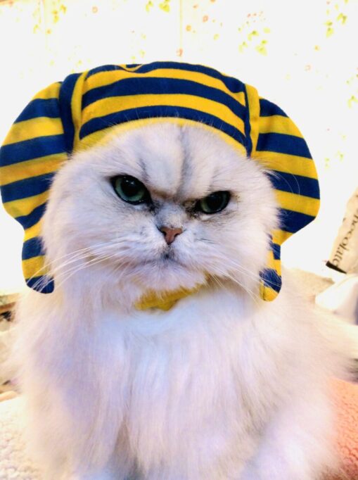 ファラオの格好をする猫