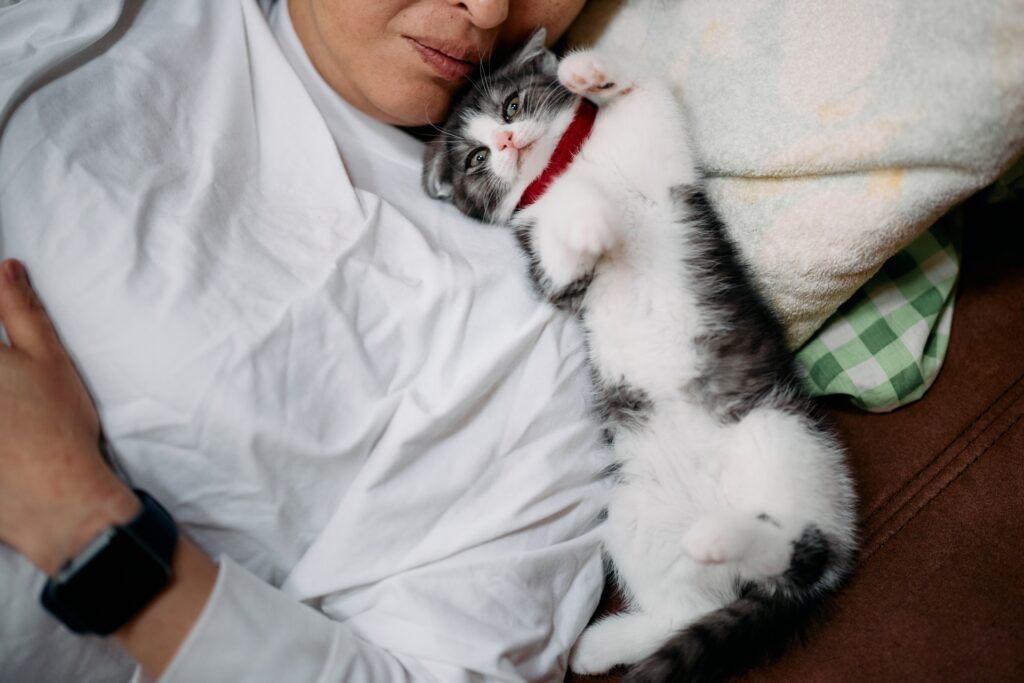 お布団で飼い主と一緒に寝ようとする子猫