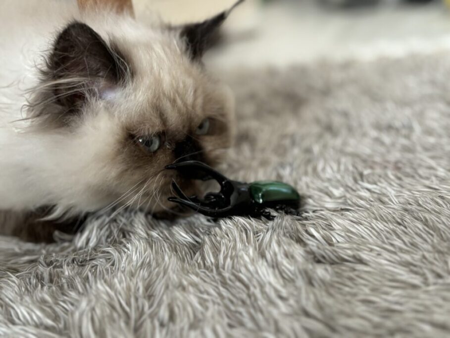 おもちゃで遊ぶヒマラヤン