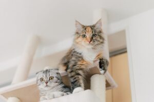 キャットタワーにたたずむ2匹の猫たち