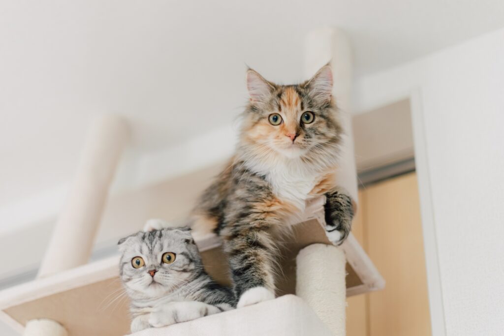 キャットタワーにたたずむ2匹の猫たち