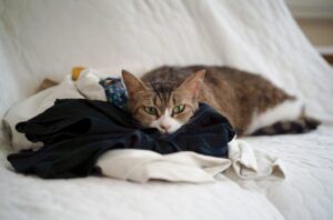 洋服の上でリラックスする猫