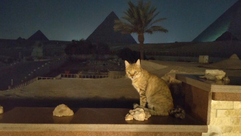 ピラミッドと共に写る猫