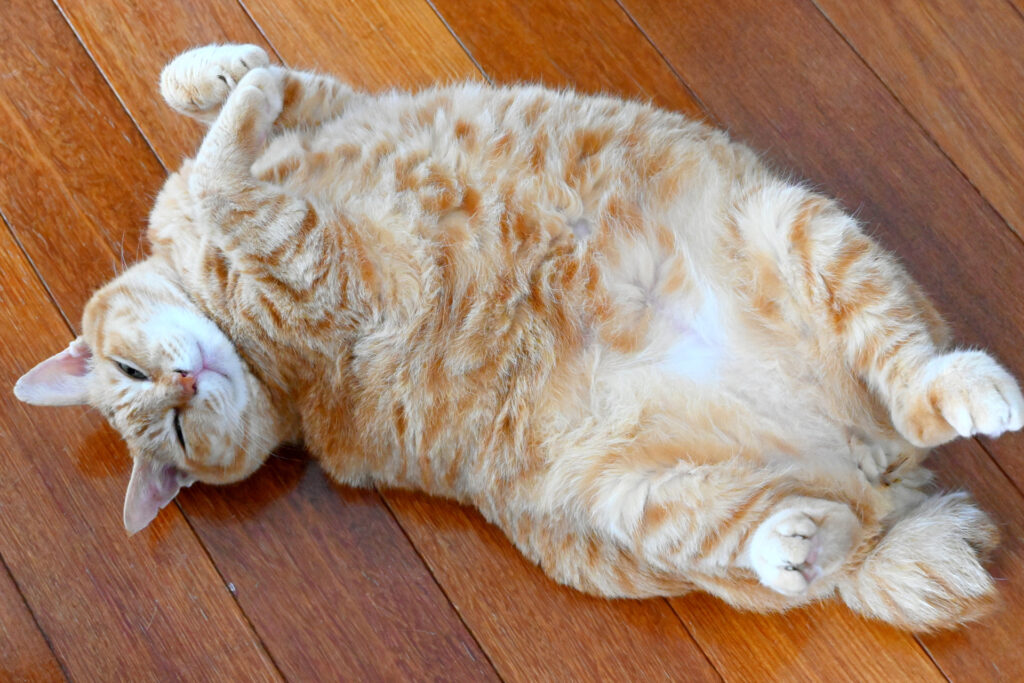 床に転がるぽっちゃり猫