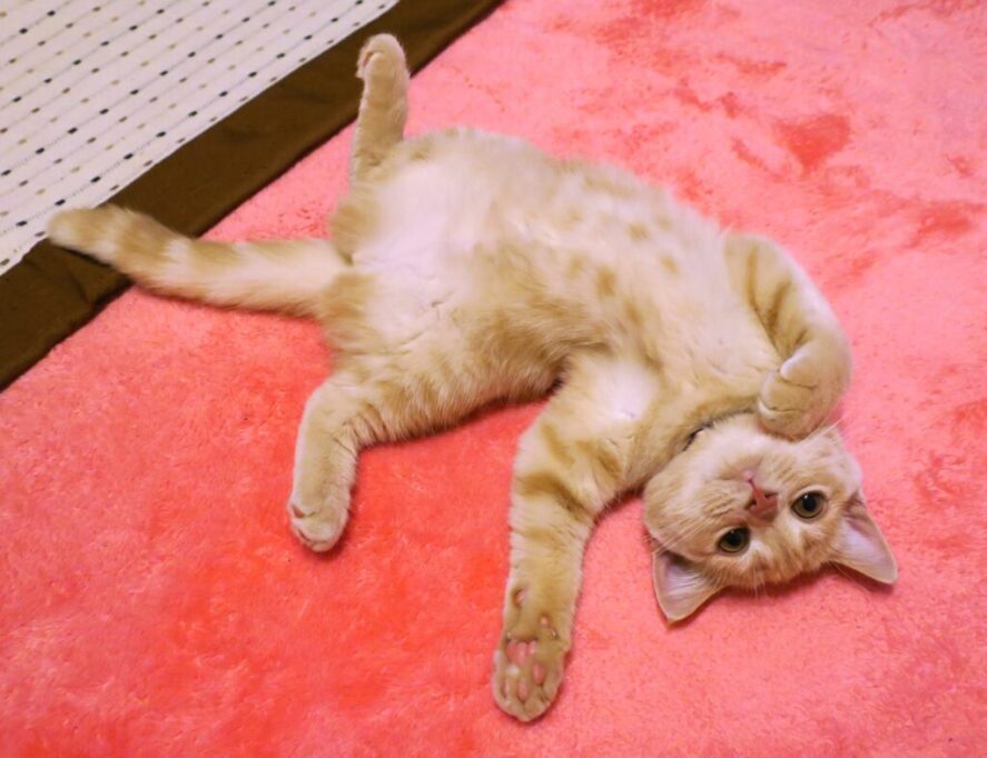 へそ天で何かを見つめる猫