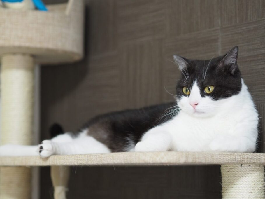 キャットタワーでリラックスするハチワレ猫