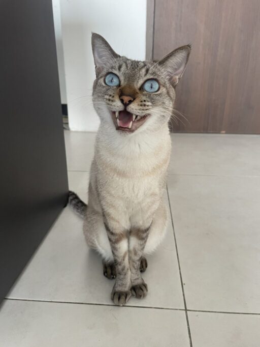 お座りして鳴く猫