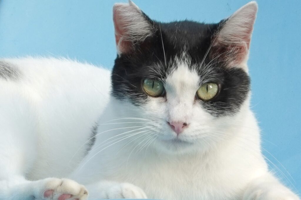 こちらを見つめるハチワレ猫