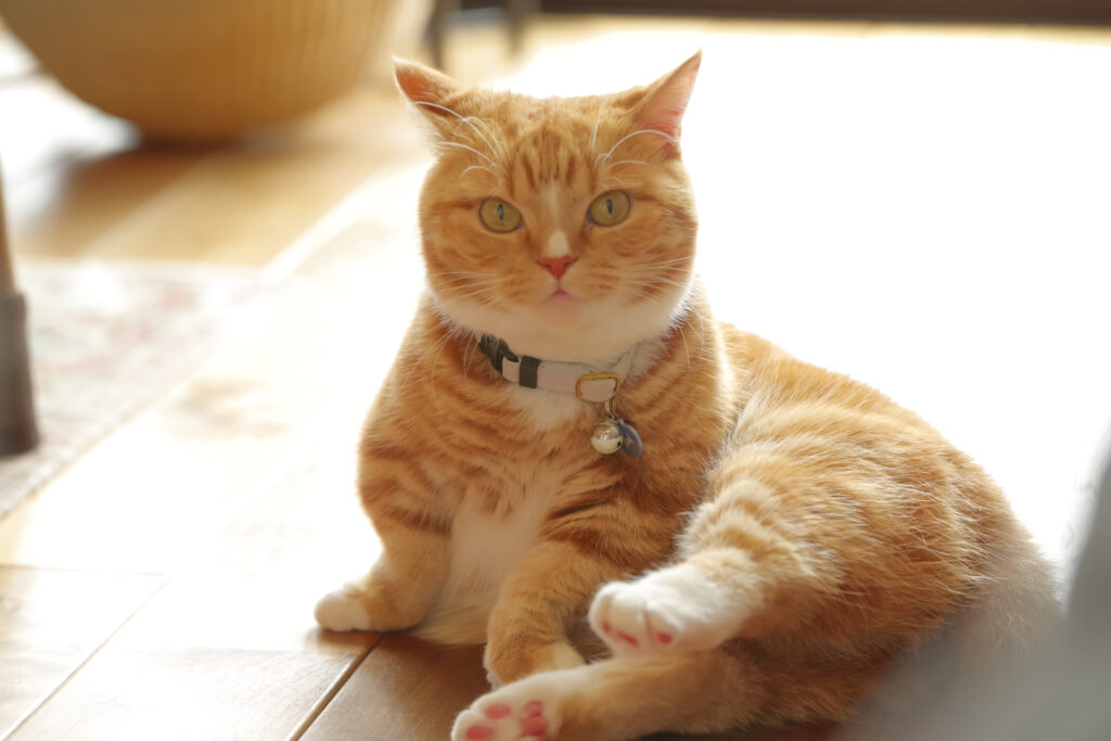 床に座ってこちらを見つめる猫