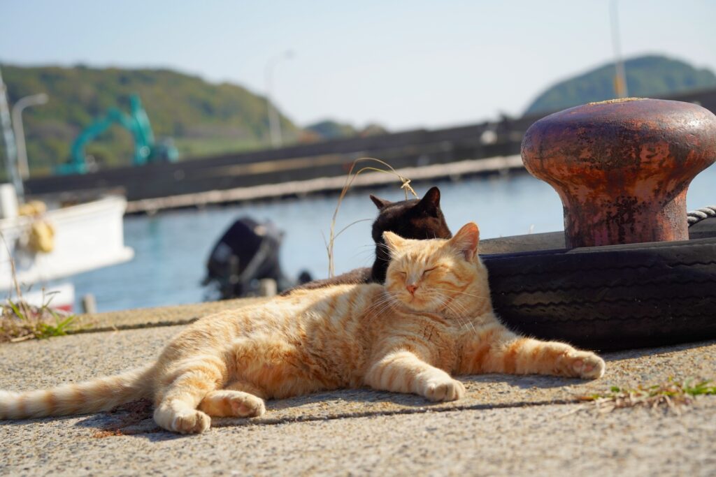 相島の港でくつろぐ猫たち