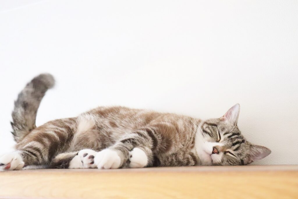 横になって寝る猫