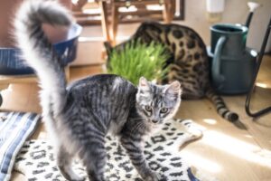 振り向いてしっぽピーンとしてる猫