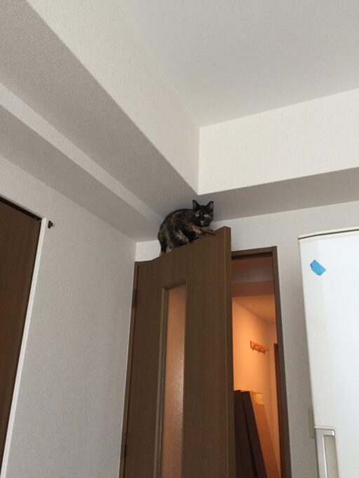 扉の上に上がる猫