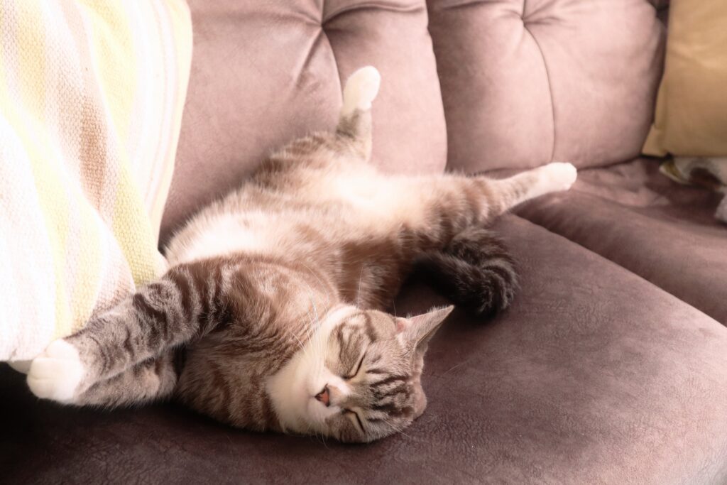 ソファで寝る猫