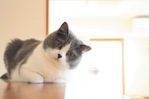 首をかしげてこちらを見るハチワレ猫