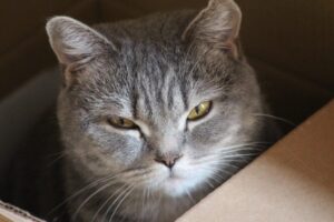 箱に入ってこちらを見つめる猫