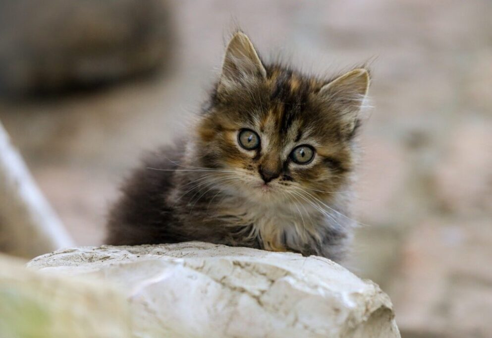 首をかしげて、こちらを見つめる子猫