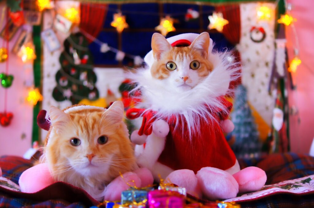 サンタのコスプレをしてる2匹の猫