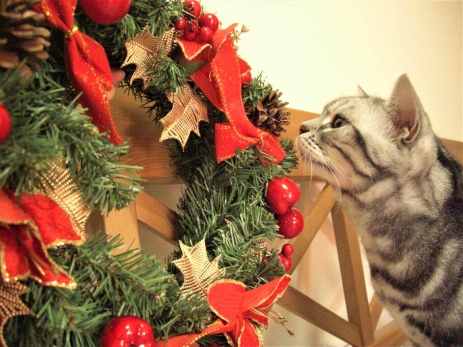 リースのにおいをかぐ猫