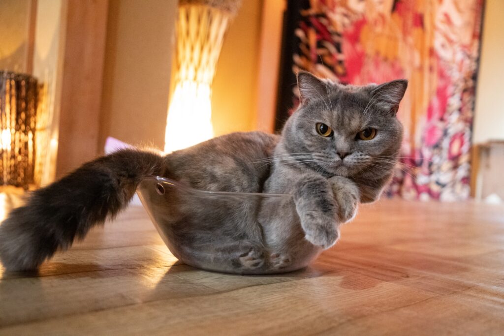 お気に入りの場所でリラックスしてるコラット