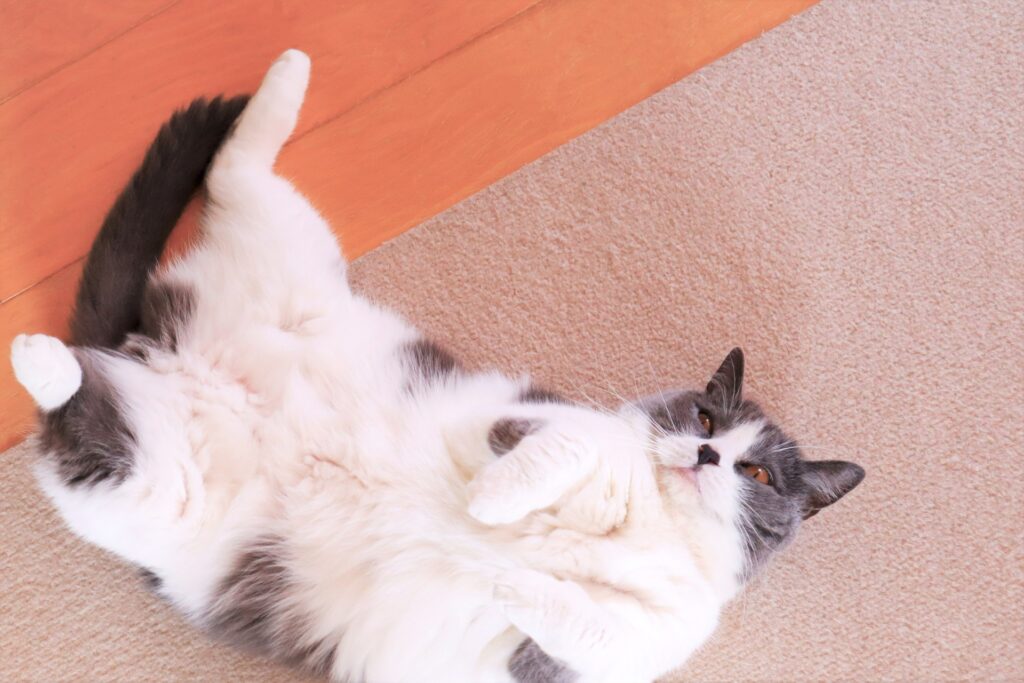 カーペットの上でゴロゴロする猫