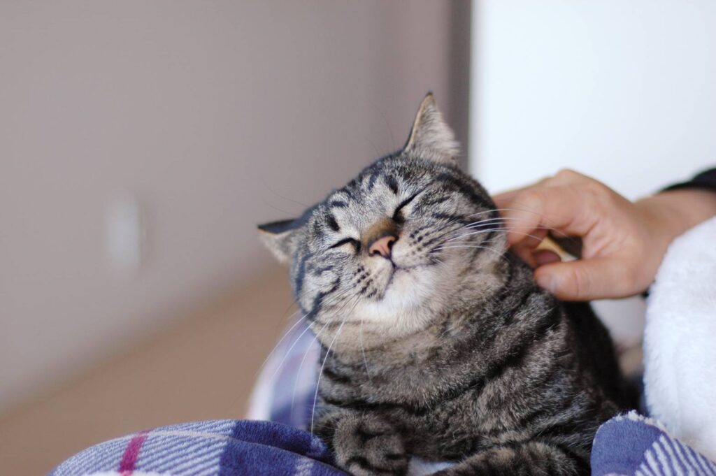 頬をなでられて気持ちよさそうな猫