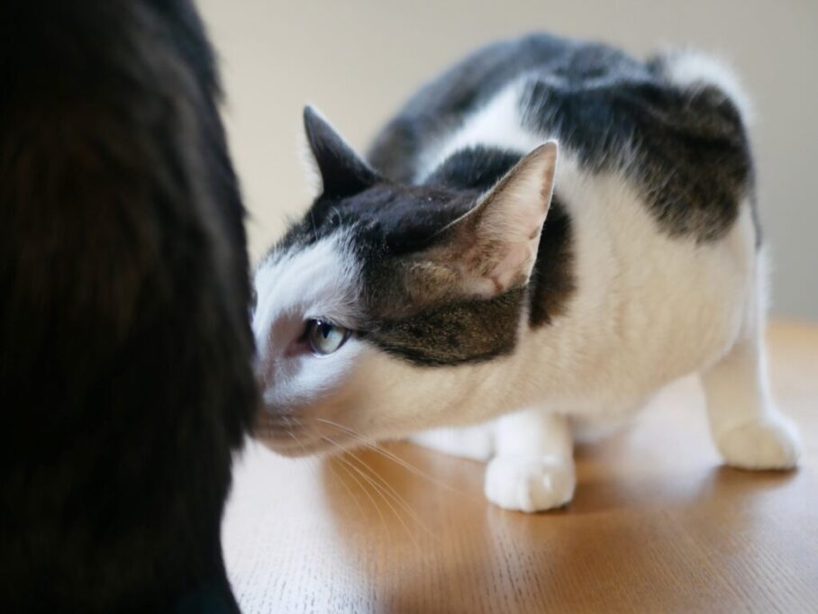 においをかぐ猫