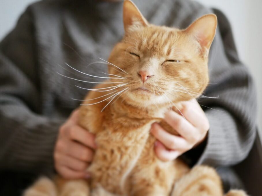 ボディをなでられて気持ちよさそうな猫