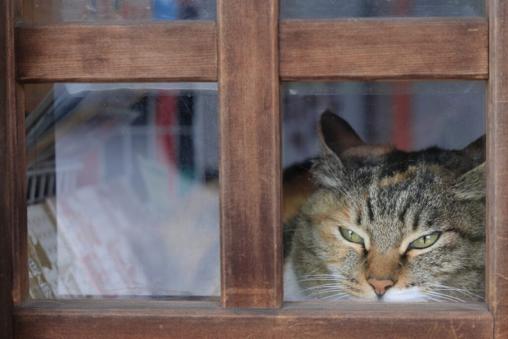 お留守番してる猫