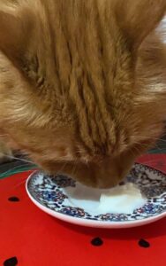 ヨーグルトをなめる猫