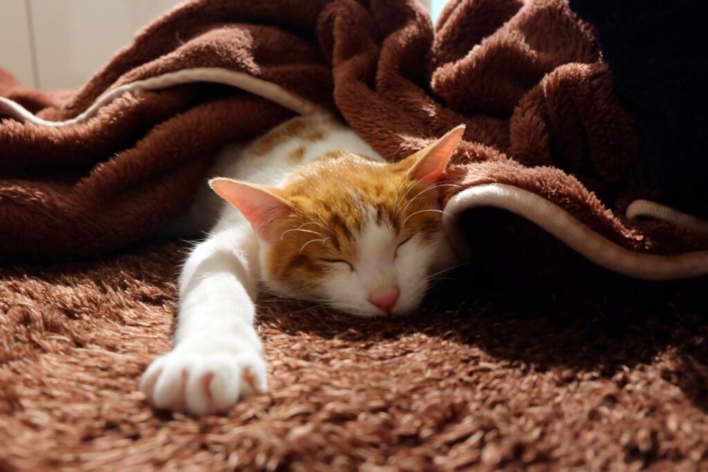 幸せそうな寝顔で寝てる猫