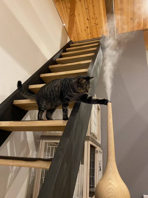 加湿器に猫パンチする猫
