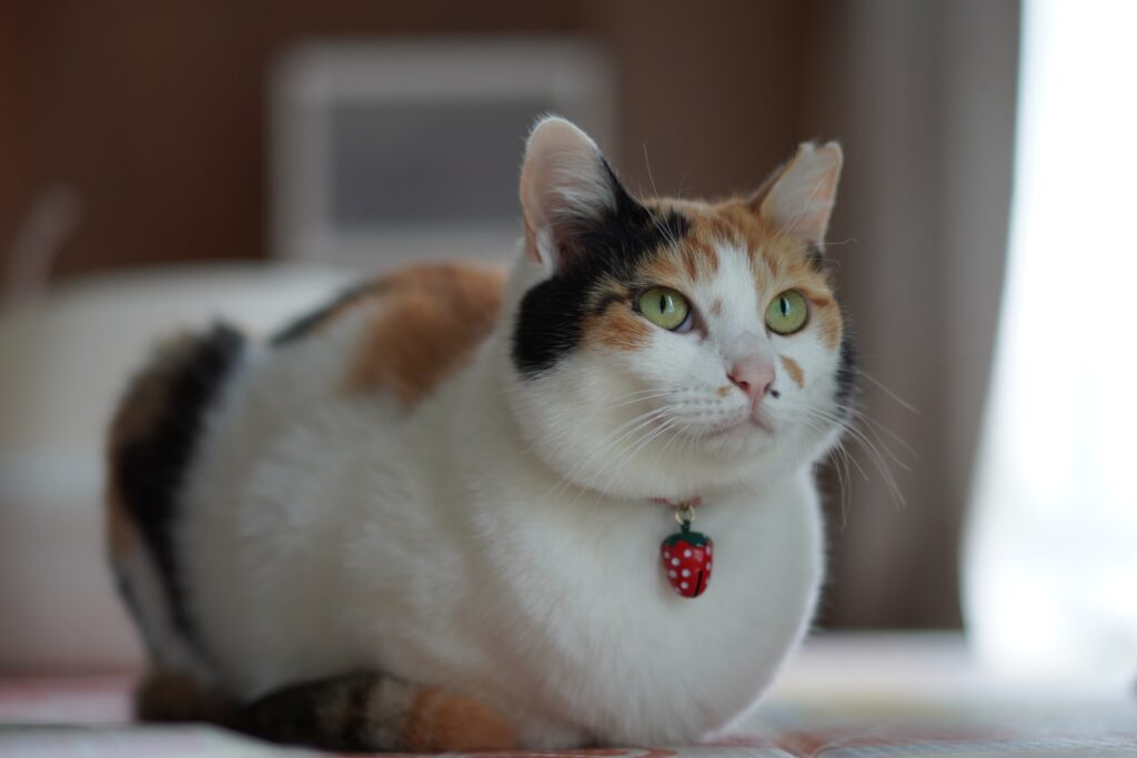 おててないないしてる三毛猫