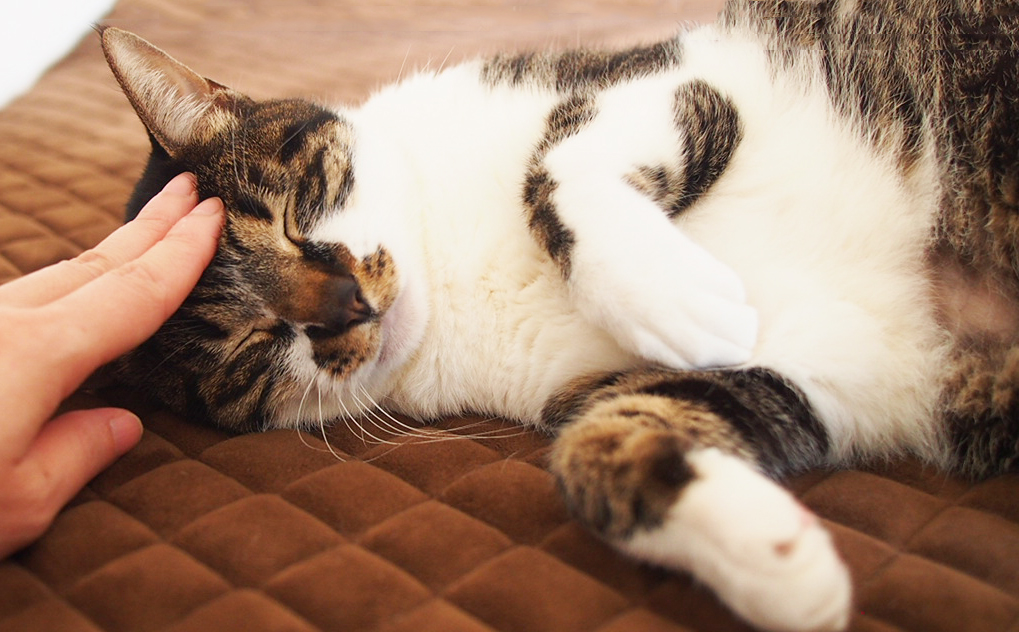 頭をなでられて気持ちよさそうな猫