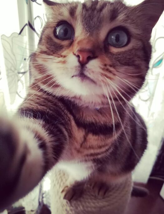 カメラにドアップになる猫